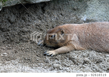 プレーリードッグ　暑さを凌ぐ	 92616519