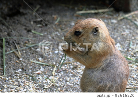 プレーリードッグの子ども　食事中	 92616520