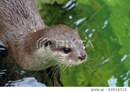 コツメカワウソ　クローズアップ　夏	 92616522
