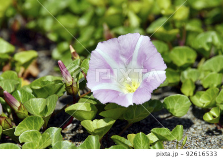 ハマヒルガオ 92616533