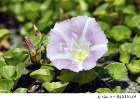 ハマヒルガオ ハマヒルガオ 92616534