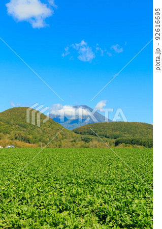晴天での畑と羊蹄山「秋の北海道」 晴天での畑と羊蹄山「秋の北海道」 92616695