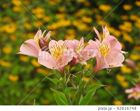 花束やフラワーアレンジに多く利用される「アルストロメリア」 92616748