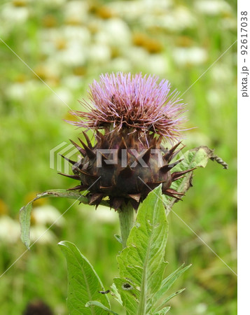 アーティチョーク(チョウセンアザミ) アーティチョーク(チョウセンアザミ) 92617038