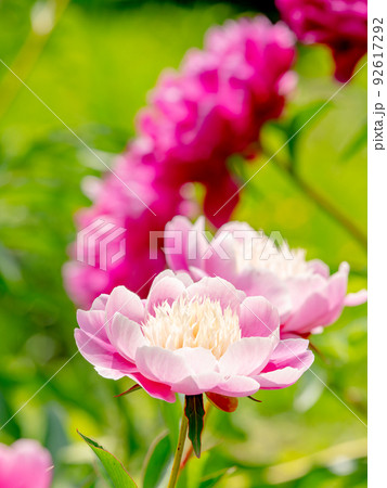 美しい初夏の景色 繊細でゴージャスなシャクヤクの花 美しい初夏の景色 繊細でゴージャスなシャクヤクの花 92617292