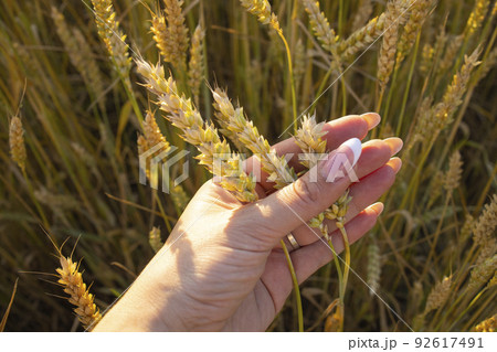 Close-up woman's hands hold ears of wheat, rye in a wheat, rye field. A woman's hand holds ripe ears of cereals on a blurred background of a grain field. View from above. Harvest concept. Close-up woman's hands hold ears of wheat, rye in a wheat, rye field. A woman's hand holds ripe ears of cereals on a blurred background of a grain field. View from above. Harvest concept. 92617491