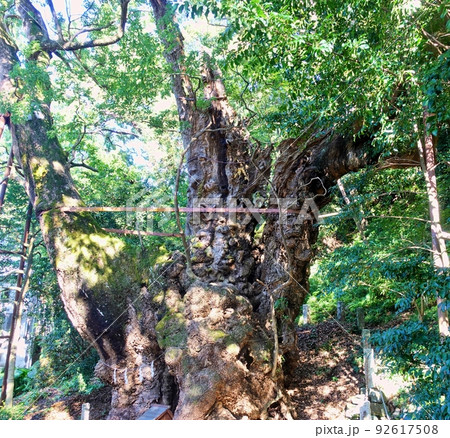 葛見神社の大楠 ご神木 葛見神社の大楠 ご神木 92617508