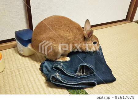 服にいたずらするうさぎ 92617679