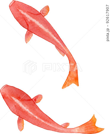 上から見た2匹の金魚のイラスト 92617907