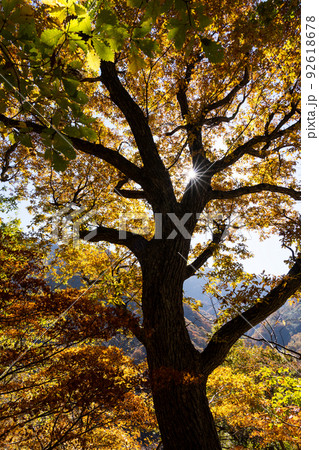 紅葉の白山国立公園・蛇谷自然観察路 紅葉の白山国立公園・蛇谷自然観察路 92618678