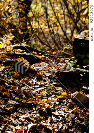 紅葉の白山国立公園・蛇谷自然観察路 紅葉の白山国立公園・蛇谷自然観察路 92618679