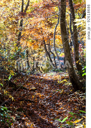 紅葉の白山国立公園・蛇谷自然観察路 紅葉の白山国立公園・蛇谷自然観察路 92618686