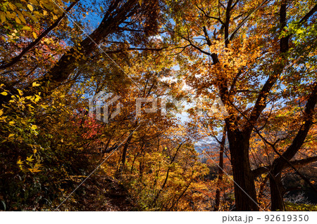 紅葉の白山国立公園・蛇谷自然観察路 紅葉の白山国立公園・蛇谷自然観察路 92619350