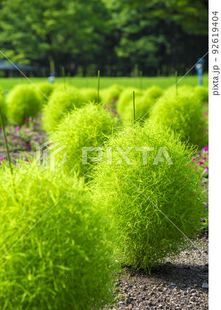 《愛知県》名古屋市 名城公園 コキア 《愛知県》名古屋市 名城公園 コキア 92619404