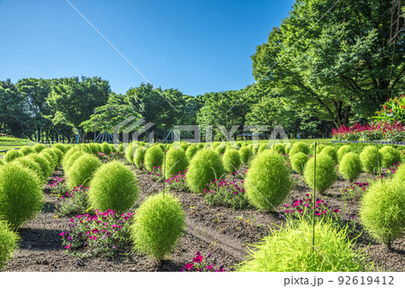 《愛知県》名古屋市 名城公園 コキア 《愛知県》名古屋市 名城公園 コキア 92619412