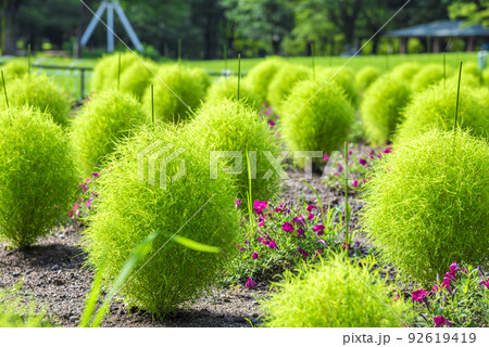 《愛知県》名古屋市　名城公園　コキア 92619419