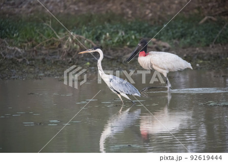 Jabiru and Cocoi Heron, Pantanal, Brazil 92619444