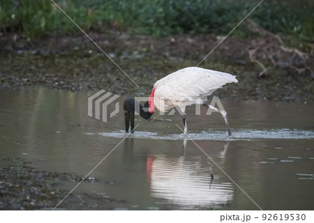 Jabiru fishing, Pantanal, Brazil 92619530