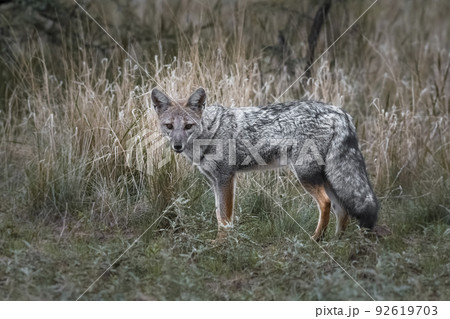 Patagonian grey fox, Patagonia, Argentina Patagonian grey fox, Patagonia, Argentina 92619703
