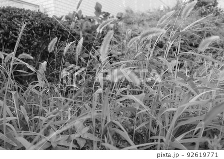 grassland草原の草 grassland草原の草 92619771