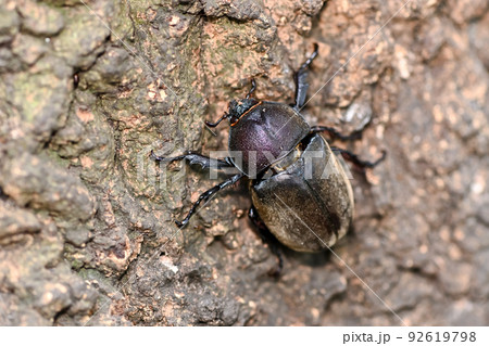 カブトムシ（メス） 92619798