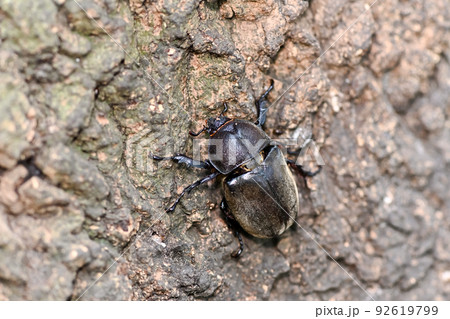 カブトムシ（メス） 92619799