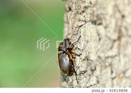 カブトムシ（メス） 92619896