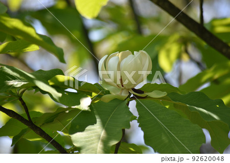 ホオノキの花 ホオノキの花 92620048