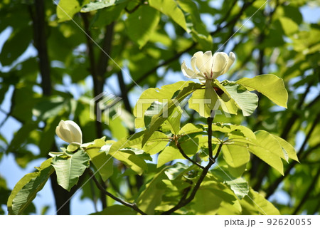 ホオノキの花 92620055