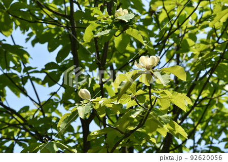 ホオノキの花 ホオノキの花 92620056