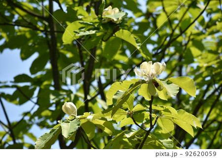 ホオノキの花 ホオノキの花 92620059