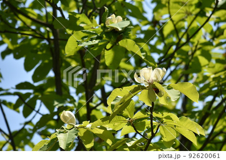 ホオノキの花 ホオノキの花 92620061