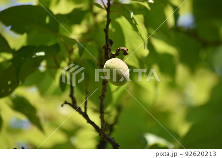 木に実った梅の実 92620213
