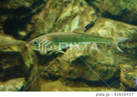 ウグイ 鯎 石斑魚 ハヤ クキ アイソ アカハラ ウグイ 鯎 石斑魚 ハヤ クキ アイソ アカハラ 92620457