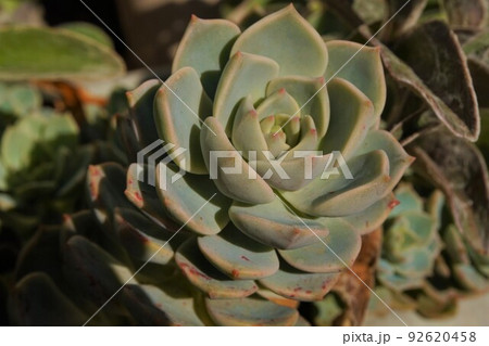 ラウリンゼ エケベリア 多肉植物 ラウリンゼ エケベリア 多肉植物 92620458