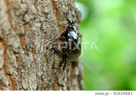 カブトムシ 92620681