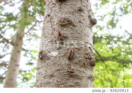 セミの羽化 92620913