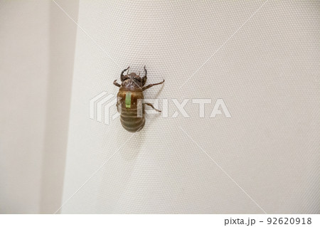 セミの羽化 92620918