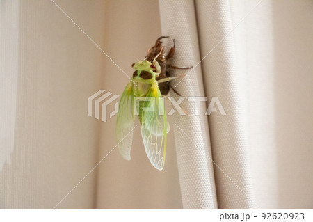 セミの羽化 92620923