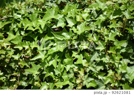 一面のアイビー 92621081