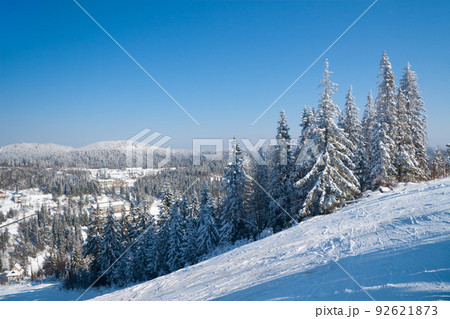 Winter wonderland background. Frosty sunny day in mountain spruce forest. Snowy trees and blue sky Winter wonderland background. Frosty sunny day in mountain spruce forest. Snowy trees and blue sky 92621873