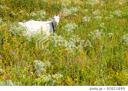 calf roaming free in the forest with a nature background for copy space calf roaming free in the forest with a nature background for copy space 92621899