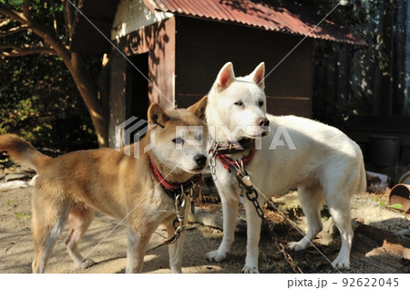同じ方向を見ている自宅の2匹の犬 同じ方向を見ている自宅の2匹の犬 92622045