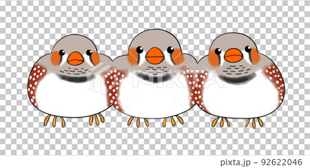 Zebra finch normal 92622046