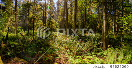 Lush Green Rain Forest in Pacific Northwest. MacMillan Provincial Park Lush Green Rain Forest in Pacific Northwest. MacMillan Provincial Park 92622060