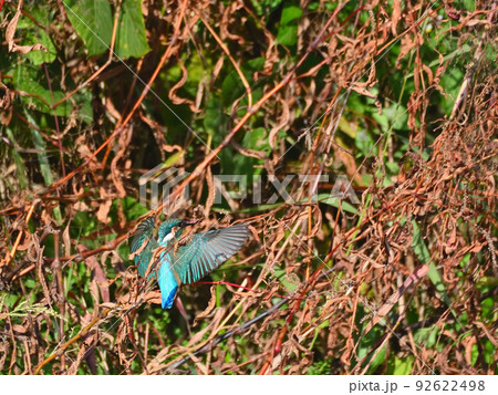 川辺のカワセミ。 92622498