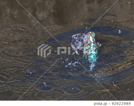 川辺のカワセミ。 92622989