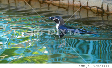 涼しくなる写真/フンボルトペンギンの水遊び 92623411