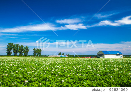 北海道斜里町 青空と花が咲くじゃがいも畑 北海道斜里町 青空と花が咲くじゃがいも畑 92624069