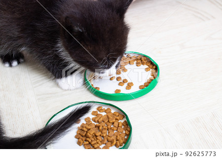 Cute little kitten eats food from a bowl 92625773